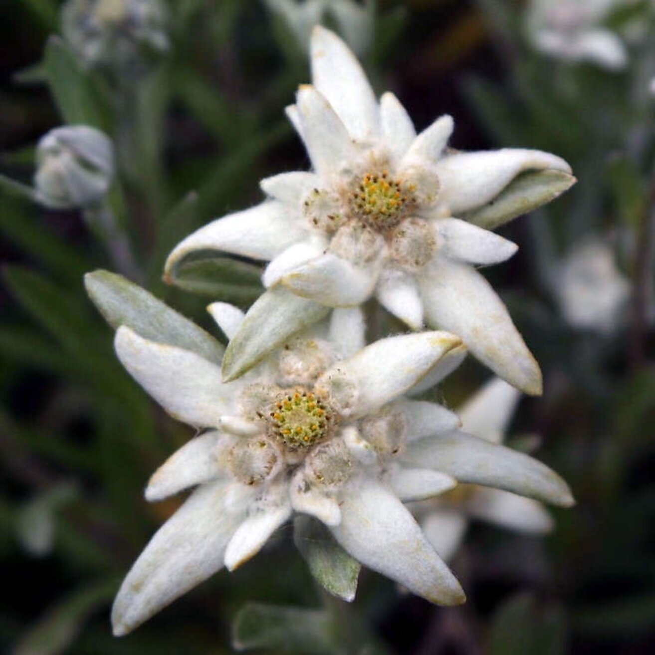 EDELWEISS